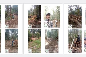 PT Cakra Sejati Sempurna (PT. CSS) Kalteng Diduga Menjarah Hutan & Kejahatan Illegal Logging!!