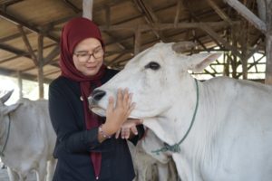 Peternak Sapi Bolang Indramayu Gembira, Bupati Nina Agustina Berikan Bantuan dan Jalan Baru