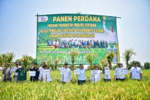 Percontohan Nasional, Pjs. Bupati Indramayu Panen Perdana Pertanian Organik Seluas 1.000 Hektare