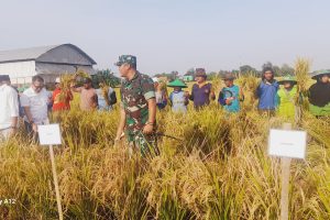 Panen Raya Desa Tukdana, Dandim 0616/ Indramayu : Produktivitas Padi Wujudkan Swasembada Pangan.